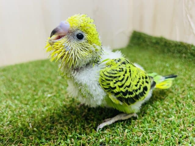 可愛い笑顔が1番でしょ！！💓　セキセイインコ　オパーリン
