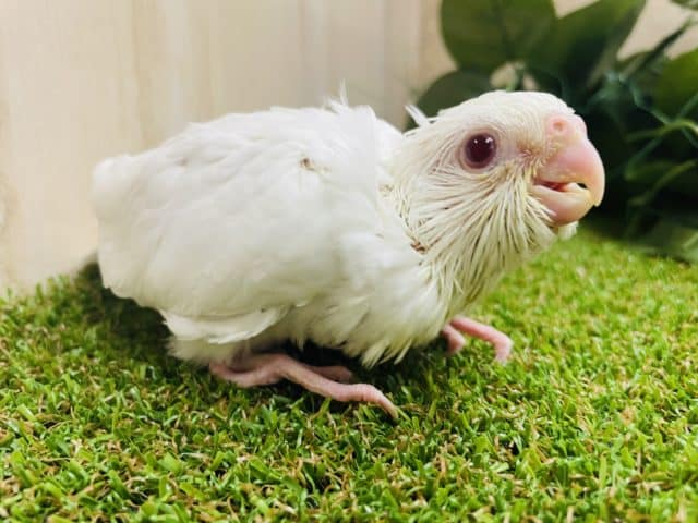 必殺！メロメロずっきゅん顔〜💕　オカメインコ　ピュアホワイト　