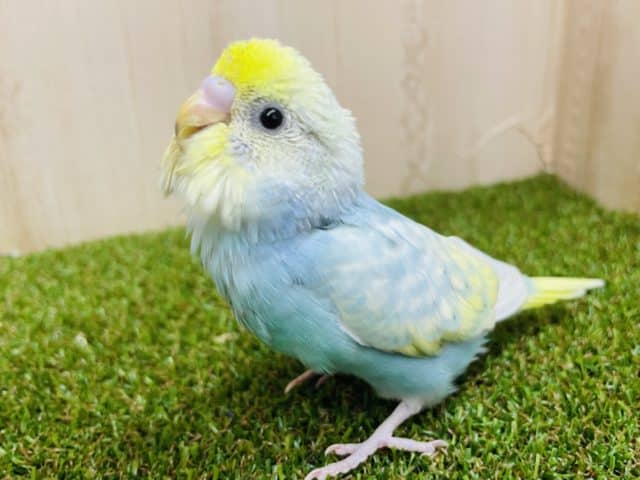 最新画像になりますよ‼️あんま見られると恥ずかしいけど🤍(*´∀｀*) セキセイインコ　パステルレインボースパングル