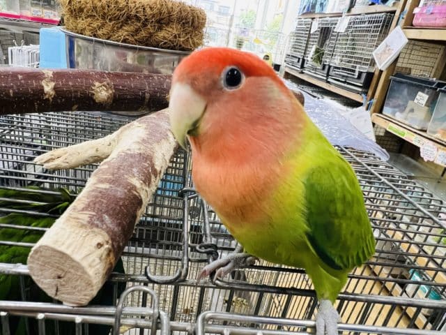 立派な小桜オパーリン居ます☆