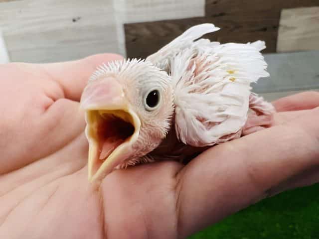 きたよー!白文鳥ひな! きたよー!白文鳥ひな!