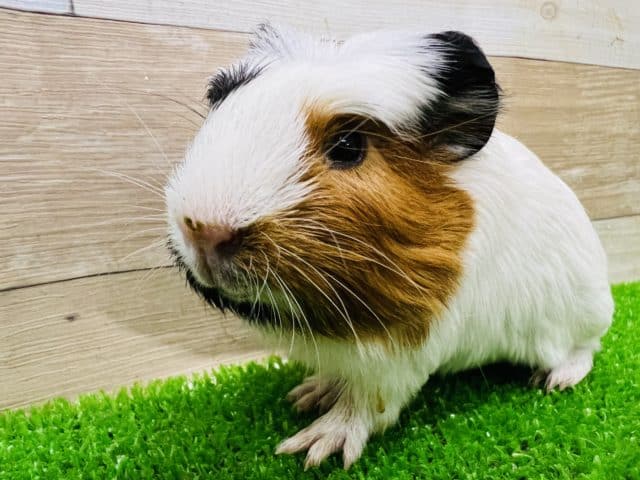 ちびちび！お顔だけ三色クレステッドモルモットちゃん♡