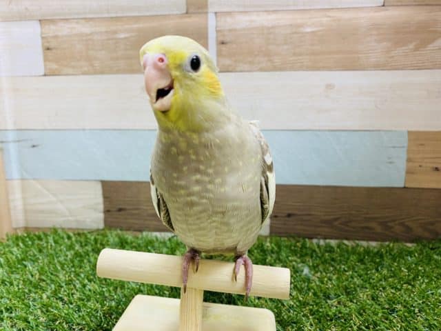 最新画像有り☆ずっしりと重い！！しっかり体型のオカメインコさん☆