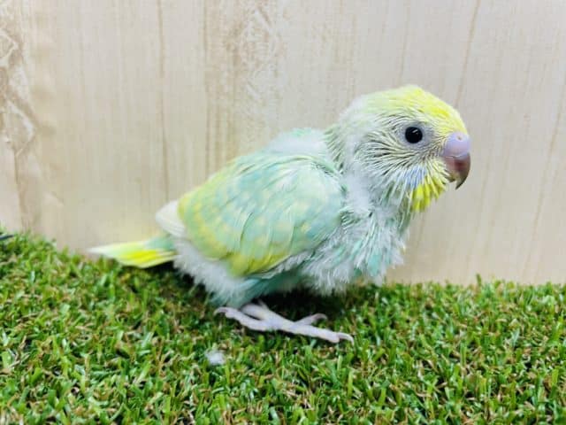 キラキラ輝くエメラルド！！　セキセイインコ　パステルカラーレインボー