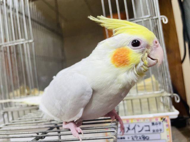 1人餌！最新画像になりますよ‼️②オカメインコ ルチノー 9月生まれ