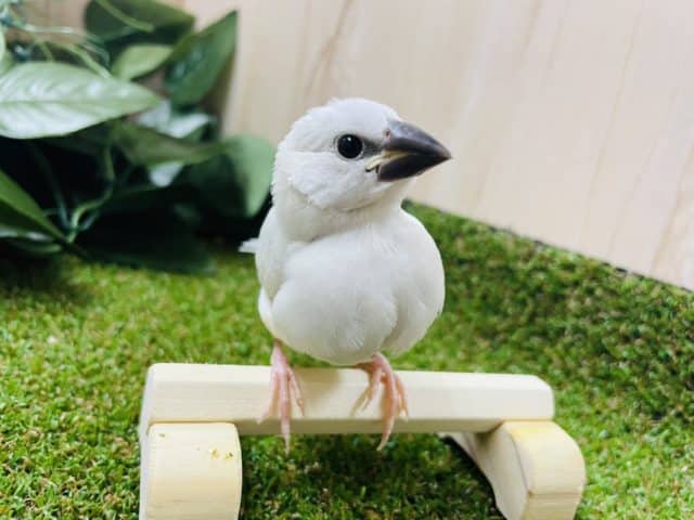 シルバー文鳥 9月生まれ