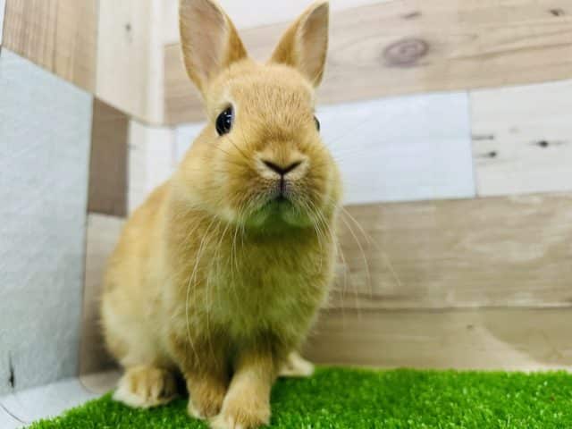 大人気！オレンジカラーのネザーランドドワーフラビット！