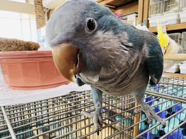 最新動画＆画像更新！シャイなオキナインコさん❤