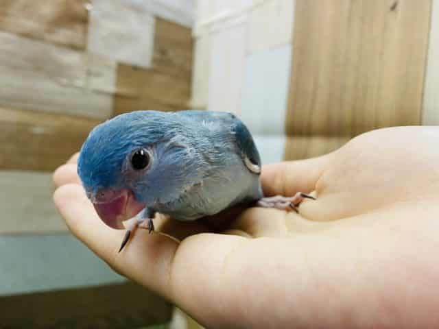 最新画像有り♪ぱっちりおめめで美人さんなマメルリハインコ女の子♪