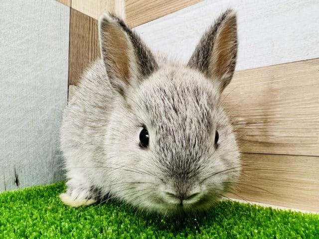 上品なカラー♡チンチラブルー☆ネザーランドドワーフラビット♪