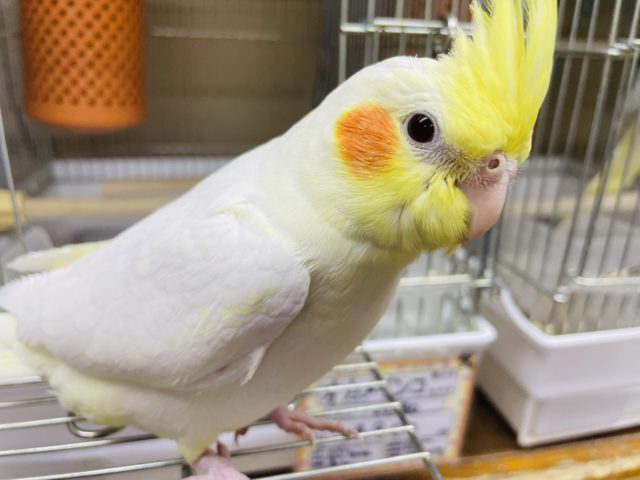 1人餌！最新画像になりますよ‼️①オカメインコ ルチノー 9月生まれ