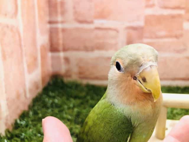 【コザクラ祭り！】コザクラインコ　ノーマル入舎です！　Ｒ４　９／９撮影