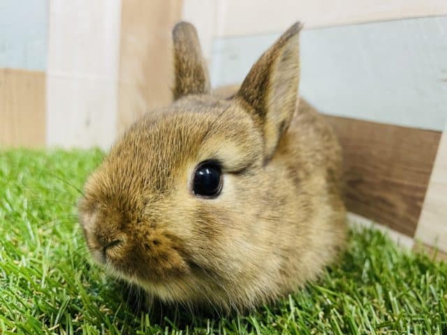 むちむちボディーがたまりません！ミニウサギのチェスナット！