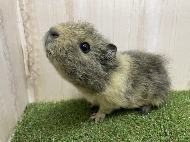 クマさんじゃないよ！モルモットなんですよ！　テディモルモット　女の子