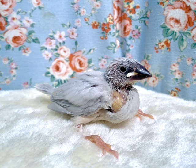 シルバー文鳥 🐦10/8