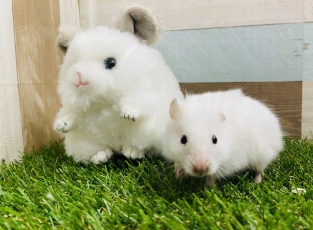 雪のような真っ白さの長毛ハムスターさん☆