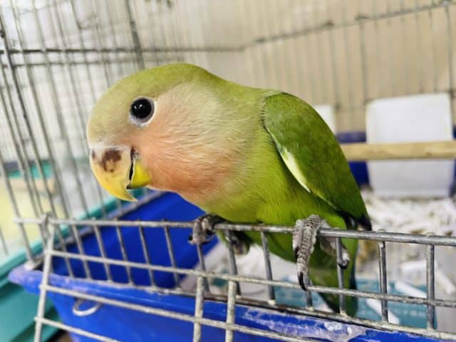 1人餌です！最新画像になりますよ‼️うるっと可愛く🌷しっかり者さん！　コザクラインコ　ノーマル