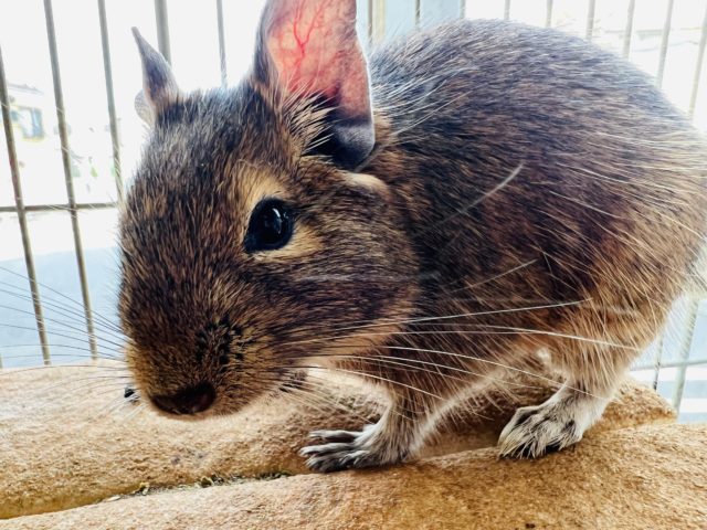 美意識高め✨おっとりさんのデグー『ノーマル』