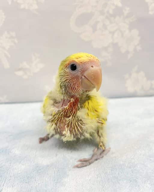 見てます❤️コザクラインコ(タイガーチェリー)  2022年9月生まれ