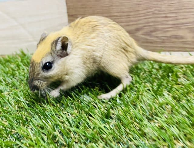 オレンジ×ブラックが混ざっています！これからの変化が楽しみなカラージャービル♪