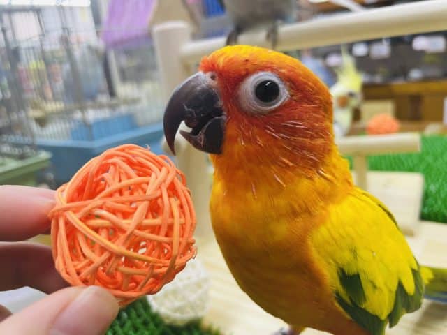 最新画像あります！！久々のーメっちゃん！こと、コガネメキシコインコ〜〜