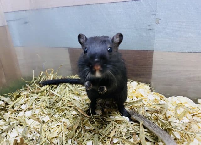 ツヤツヤなブラックさん！カラージャービルやって来ました♪