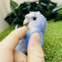 最新画像・動画になりますよ！！⭐️どどーーーん！！！！と登場♪　天使さんだよ！　羽衣セキセイインコ　スパングル