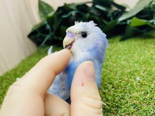 最新画像・動画になりますよ！！⭐️どどーーーん！！！！と登場♪　天使さんだよ！　羽衣セキセイインコ　スパングル