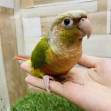 最新画像有り☆とっても鮮やかなカラーです！！ウロコインコパイナップルやって来ました♪