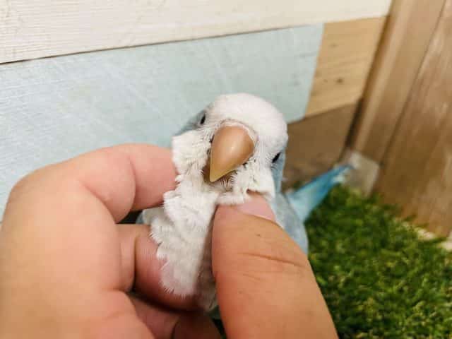 カキカキ大好き！これからの馴れが楽しみなコ！オキナインコのブルーオパーリン！
