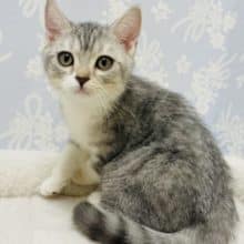 遊ぶのだいすき💗イケメンスコティッシュ君がきました♬.*ﾟ