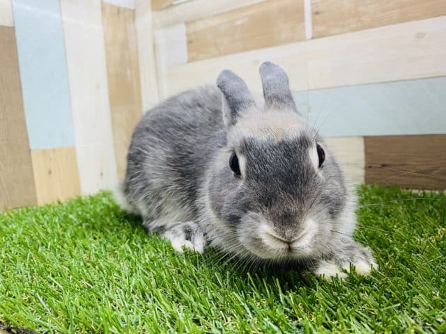 最新画像有り☆まるまるした立派な男の子！ネザーランドドワーフのブルーマーチンカラー！