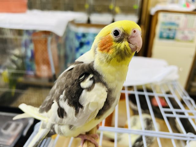最新画像更新☆べったり♡ずんぐりなパイドのオカメインコ〜