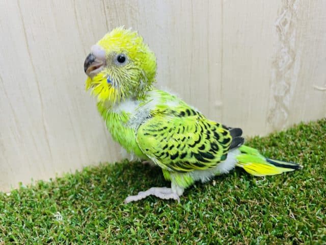黒い模様がカッコいいんですよ‼️ 定番人気のセキセイさん！　セキセイインコ　オパーリン