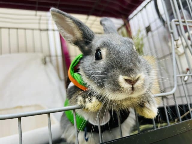最新画像更新☆元気いっぱい♡ブルーオター！ネザーランドドワーフラビット