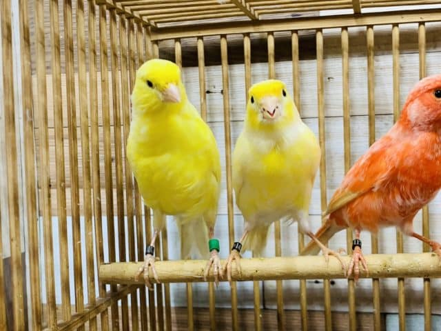 ビタミンカラー☆レモンカナリア(ユーフク)♡