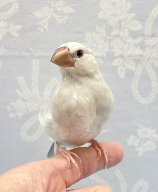 高級感💛シルバー文鳥　2022年9月生まれ