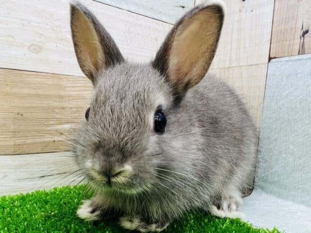 ネザーランドドワーフラビット！ブルーがやってきた☆