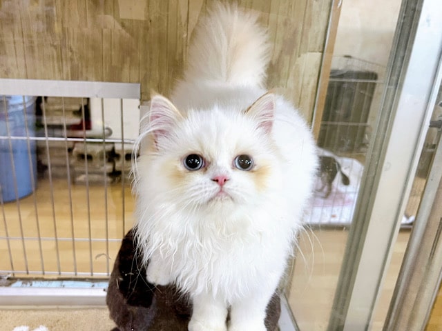 癒し系男子❣️ミヌエットくんきました🌟