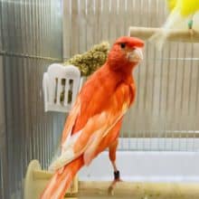 〜赤カナリア〜ムフクになります！　男の子🟥