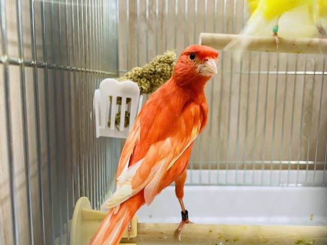 〜赤カナリア〜ムフクになります！　男の子🟥