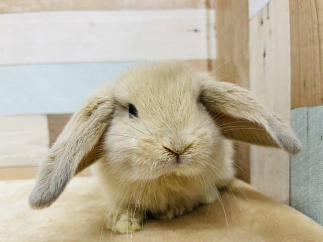 優しい雰囲気が漂う垂れ耳さん！ロップイヤーラビットのミルクティーカラー！