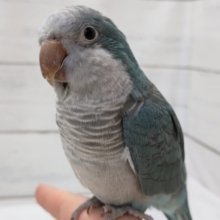 最新画像あり！　おっとり♡オキナインコ（ブルー）