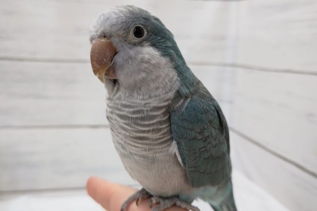 最新画像あり！　おっとり♡オキナインコ（ブルー）
