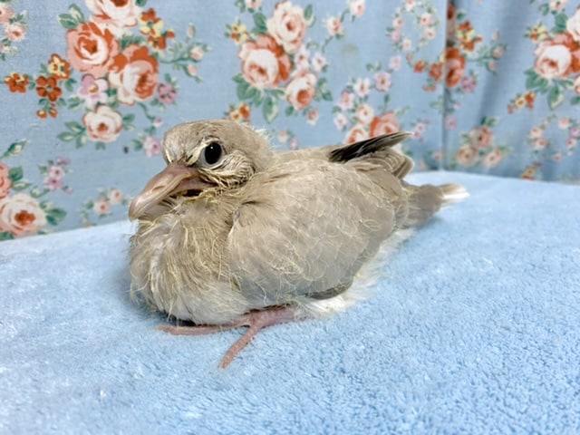 ジュズカケバト入舎です🪶   10/8