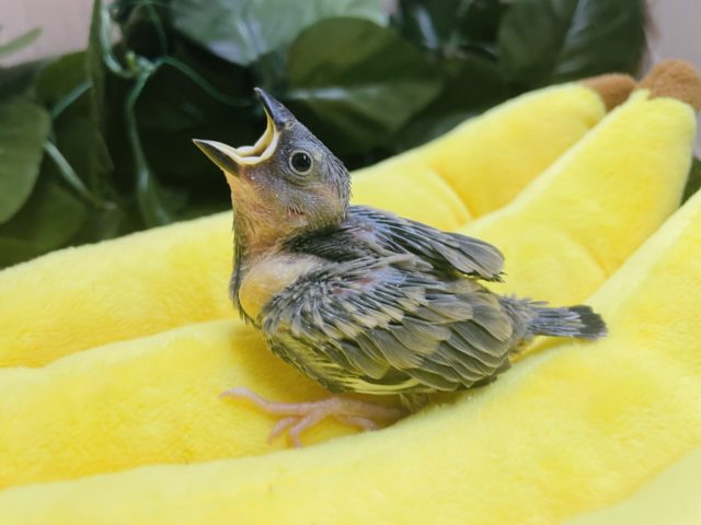 食べ盛りなんですよ！！文鳥にメロメロ‼️ 桜文鳥
