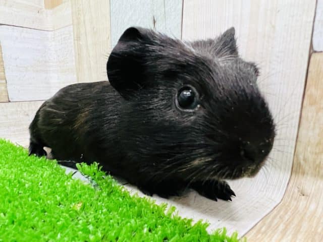 ちょびっと白がｲｲﾈ♡一足靴下のクレステッドモルモット君☆