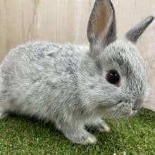 ほわーんと愛らしいおチビウサギ🐇　ネザーランドドワーフラビット　チンチラ　男の子
