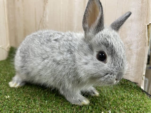 ほわーんと愛らしいおチビウサギ🐇　ネザーランドドワーフラビット　チンチラ　男の子