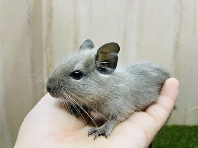 仔デグーズ‼️ テクテクデグー④ ブルー